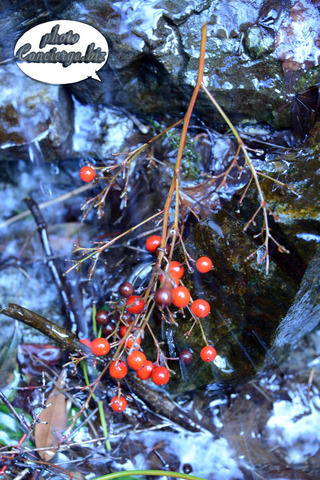 D62_7751.JPG