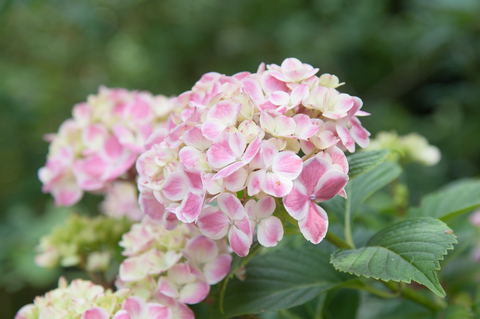 D71_8906.jpg