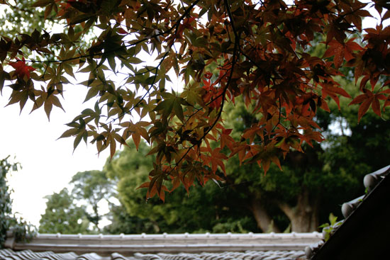 DSC00380.jpg