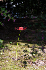 IMG-0018.jpg