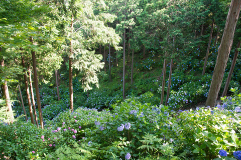 PHC-0540.jpg