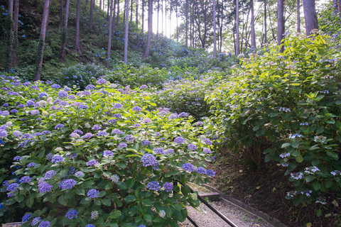 PHC-0556.jpg