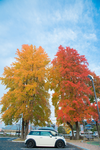 S61_2221.jpg