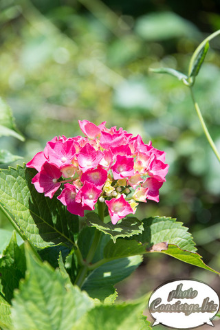 S61_9527 のコピー.jpg