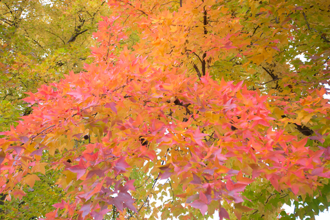 S62_3235.jpg