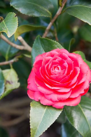 S62_8116.jpg