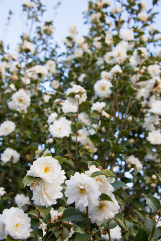 S62_8118.jpg