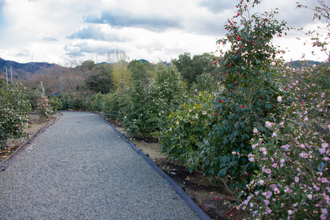 S62_8133.jpg
