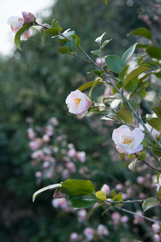 S62_8142.jpg