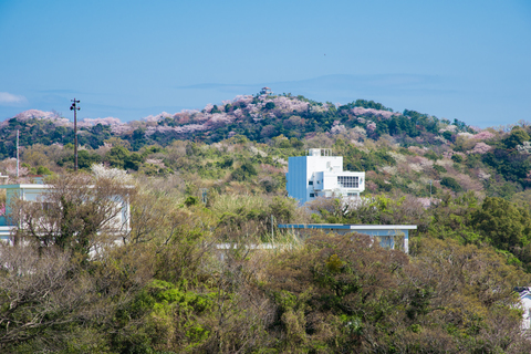 S62_9265.jpg