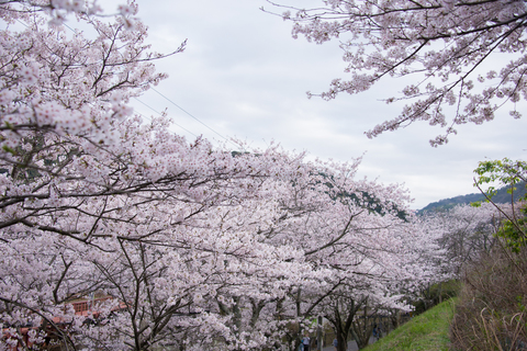 S62_9363.jpg